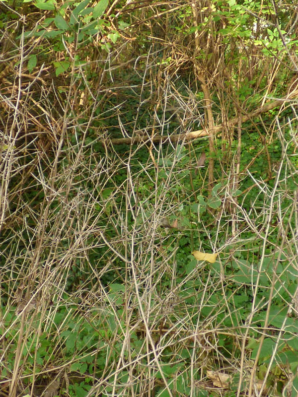 Alliaria petiolata